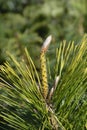 Japanese Black Pine Ogon