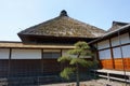 Japanese black pine Pinus thunbergii. Asian landscape, vintage japanese style architecture