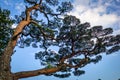 Japanese black pine on a blue sky, Nikko, Japan