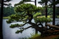 Japanese black pine (Pinus thunbergii) - Japan (Generative AI)