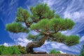 Japanese black pine (Pinus thunbergii) - Japan