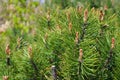 Japanese black pine or Pinus thunbergii