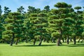 The Japanese Black Pines planted on the green lawn area of Kokyo Gaien National Garden. Tokyo. Japan