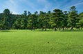 The Japanese Black Pines planted on the green lawn area of Kokyo Gaien National Garden. Tokyo. Japan