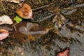 Japanese Black-Spotted Pond Frog with Water and Leaves