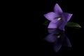 Japanese blue bell flower on black Royalty Free Stock Photo