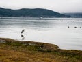 Japanese Blue Heron on the shore of Lake Suwako