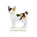 Japanese bobtail cat.