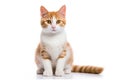 Japanese Bobtail Cat Upright On A White Background