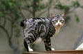 Japanese Bobtail Domestic Cat, Adult