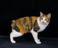 Japanese Bobtail Domestic Cat against Black Background Royalty Free Stock Photo