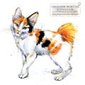 Japanese Bobtail Longhair cat. watercolor home pet illustration. Cats breeds series.