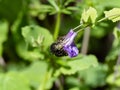 Japanese Bombus ignitus bumblebee purple flower 1