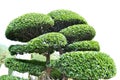 japanese bonsai Royalty Free Stock Photo