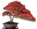 Japanese bonsai