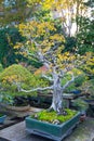Japanese bonsai garden in Omiya bonsai village