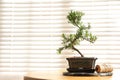 Japanese bonsai plant and rope on table near window, space for text. Creating zen atmosphere at home Royalty Free Stock Photo