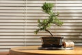 Japanese bonsai plant and rope on table near window, space for text. Creating zen atmosphere at home Royalty Free Stock Photo