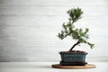 Japanese bonsai plant on white table, space for text. Creating zen atmosphere at home Royalty Free Stock Photo