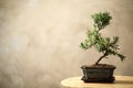 Japanese bonsai plant on table, space for text. Creating zen atmosphere at home Royalty Free Stock Photo