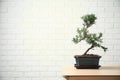 Japanese bonsai plant on table, space for text. Creating zen atmosphere at home Royalty Free Stock Photo