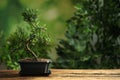 Japanese bonsai plant on table, space for text. Creating zen atmosphere at home Royalty Free Stock Photo