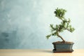 Japanese bonsai plant on table, space for text. Creating zen atmosphere at home Royalty Free Stock Photo