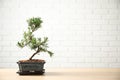 Japanese bonsai plant on table, space for text. Creating zen atmosphere at home Royalty Free Stock Photo