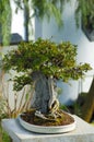 A Japanese Bonsai tree