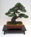 Japanese bonsai tree