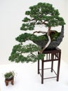 Japanese bonsai tree