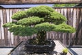 Japanese Bonsai tree from 1625 AD in National Arboretum, Washington D.C.