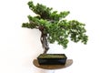 Japanese Bonsai tree in the black pot