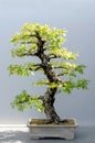 Japanese bonsai tree Cedar Elm Royalty Free Stock Photo