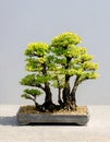 Japanese bonsai tree Cedar Elm clump