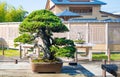 Japanese bonsai tree in Omiya bonsai village