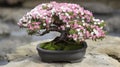Japanese bonsai tree with pink flowers in ceramic pot on rock Royalty Free Stock Photo