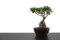 Japanese bonsai tree in pot