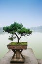 Japanese bonsai tree in pot at zen garden Royalty Free Stock Photo