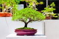 Japanese bonsai trees
