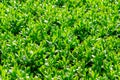 Japanese boxwood bush - Buxus microphylla Royalty Free Stock Photo