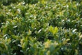 Japanese boxwood bush - Buxus microphylla, close-up Royalty Free Stock Photo