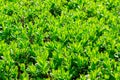 Japanese boxwood bush - Buxus microphylla