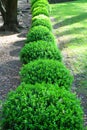 Japanese Boxwood Schrubs Royalty Free Stock Photo