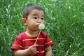 Japanese boy blowing dandelion seeds Royalty Free Stock Photo