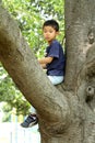 Japanese boy climbing the tree Royalty Free Stock Photo