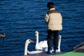 Japanese boy feeding mute swans. Royalty Free Stock Photo