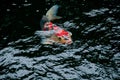 Japanese bright orange red carp fish in sacred pond