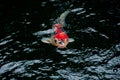 Japanese bright orange red carp fish in sacred pond