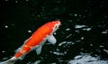 Japanese bright orange red carp fish in sacred pond